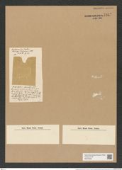 Denticella armata (Lend-Fortm.) (de-Toni-Nr.: Genus 125, Species 3520) Zeichnungen Sammlung Grunow Nr. 7012 (NHMW-BOT-W0375926)